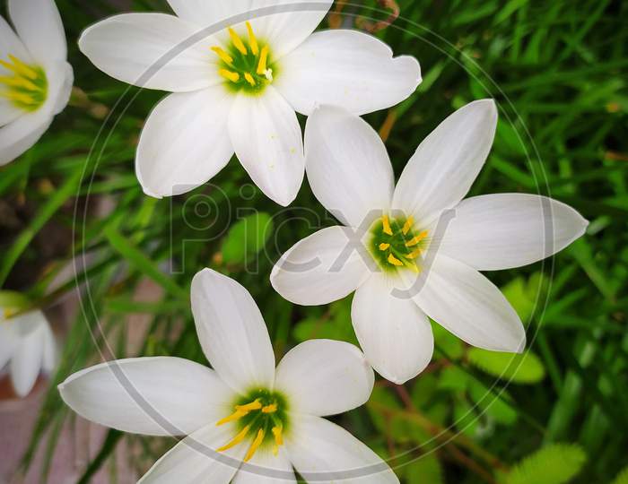 Zephyranthes candida flowers topview. common names are autumn zephyrlily, white windflower and Peruvian swamp lily. A species of rain lily