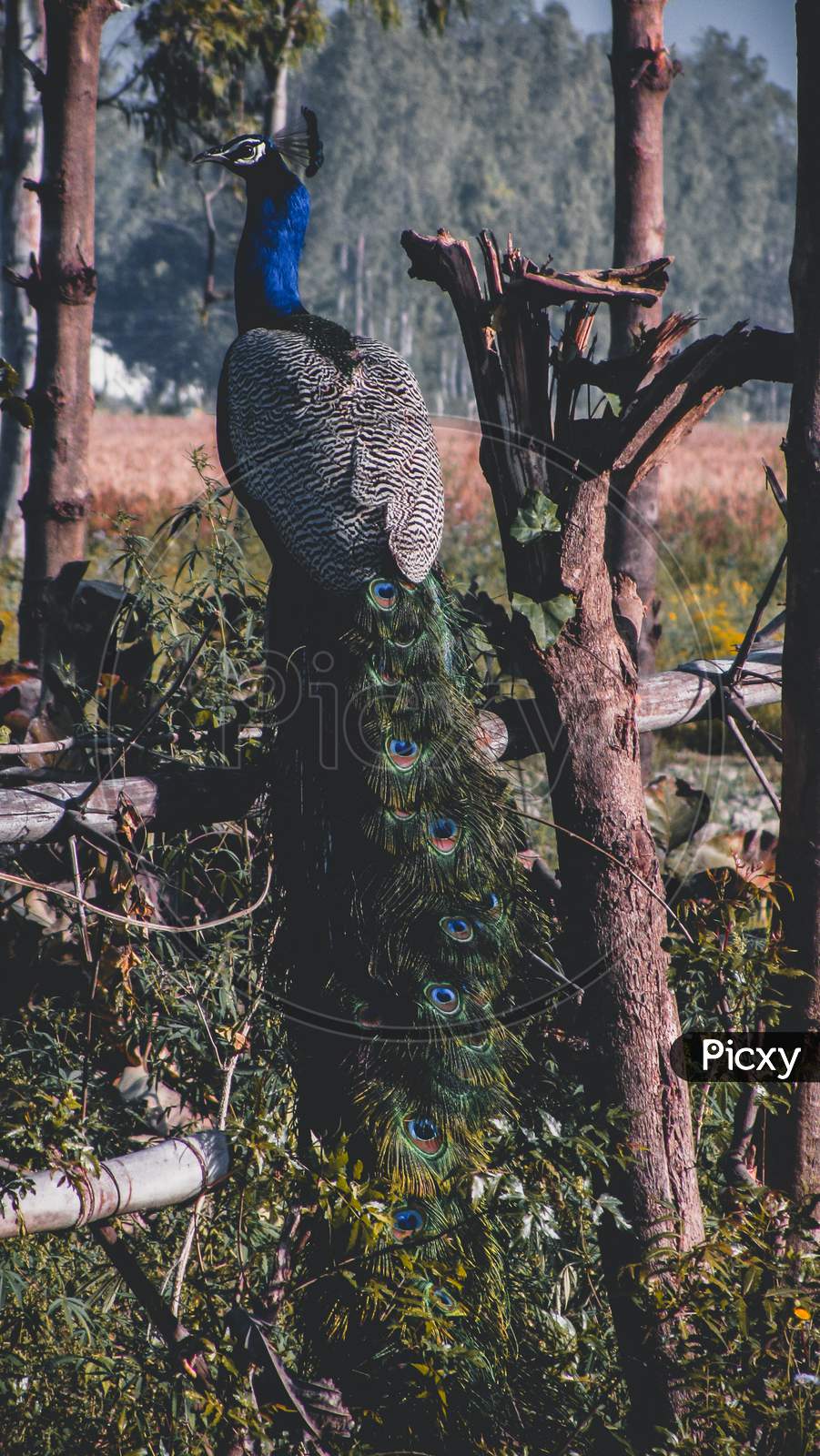 beautiful pictures of peacock