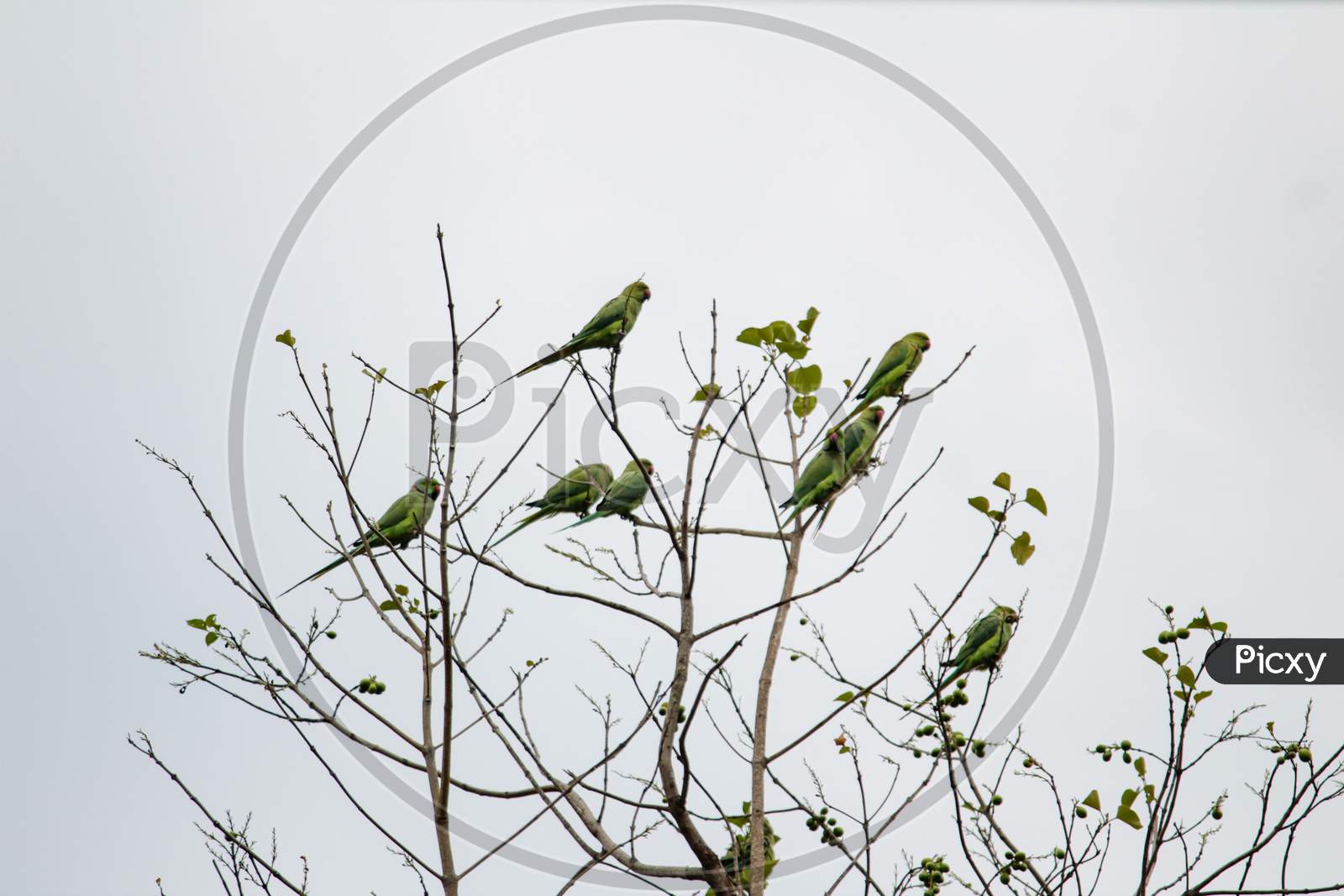 Group Of Parrot On A Tree