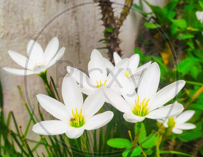 Zephyranthes candida flowers in a blurred background. common names are autumn zephyrlily, white windflower and Peruvian swamp lily. A species of rain lily. space for text