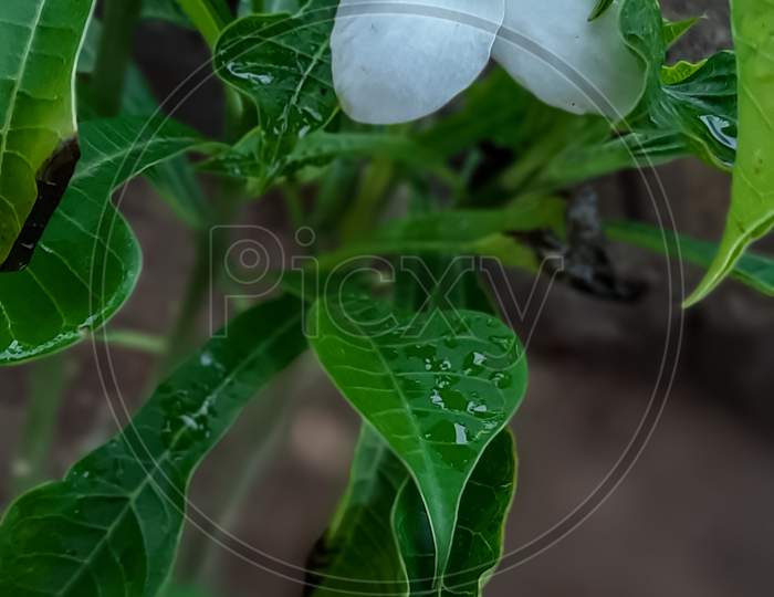 A Beautiful White Flower Photo at Farm.