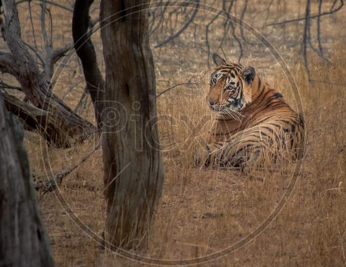 Tiger Relaxing In Ranthambore National Park In Northern India.