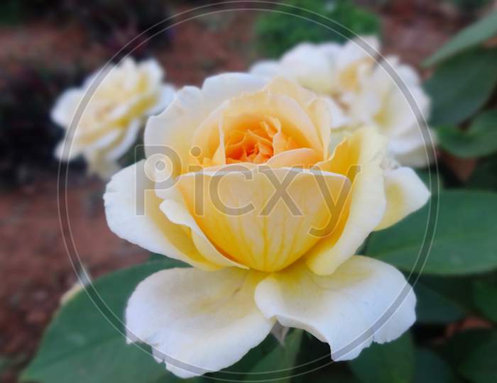 Beautiful closeup yellow Rose flower photography