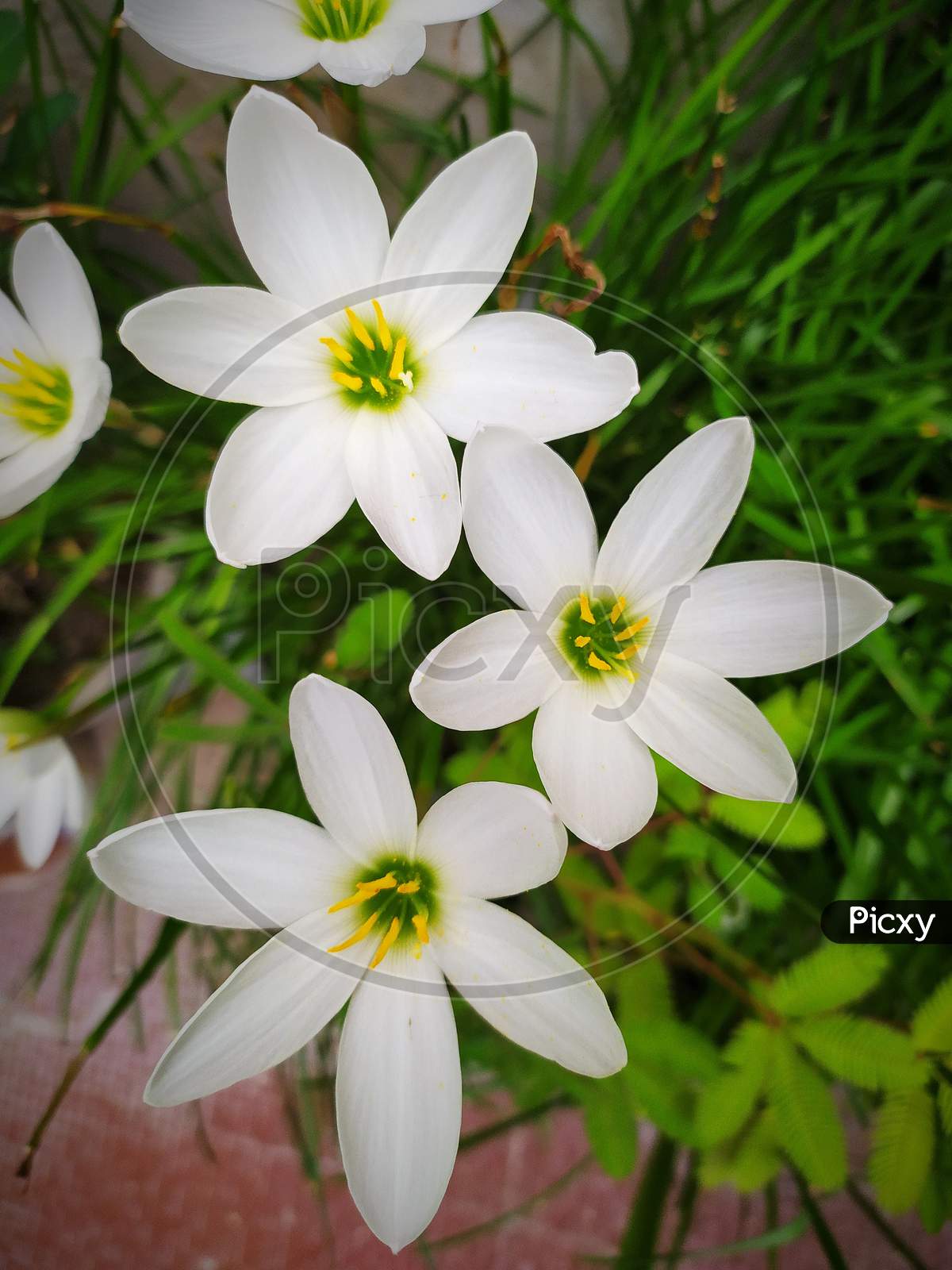 Zephyranthes candida flowers topview. common names are autumn zephyrlily, white windflower and Peruvian swamp lily. A species of rain lily