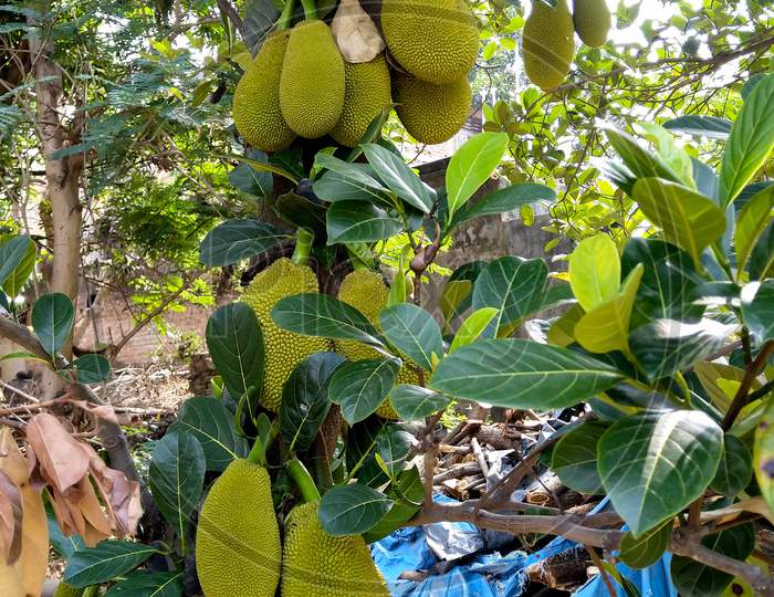 Jackfruit Hanging From Tree