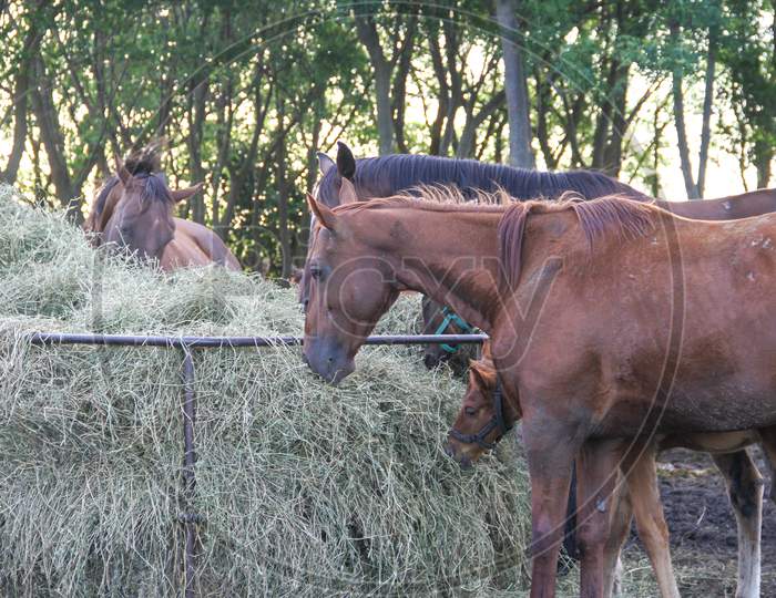 Horses In The Argentine Countryside
