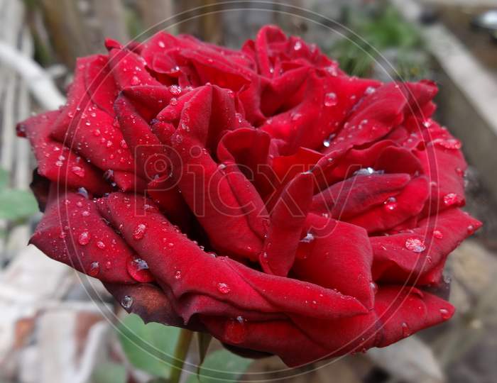 Beautiful closeup Deep Red Rose flower photography