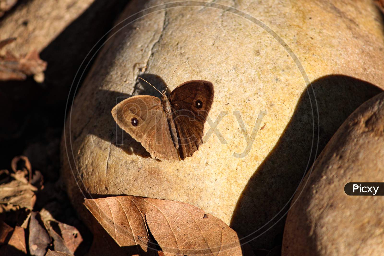 Brown Butterfly Sitting On Stone