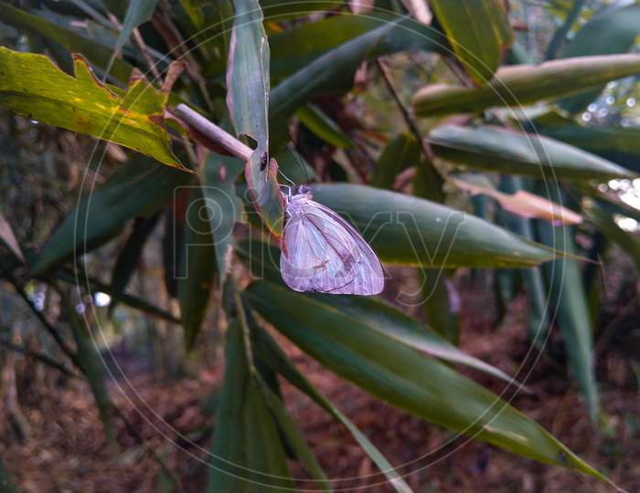 Blue Butterfly On Bamboo Leaves
