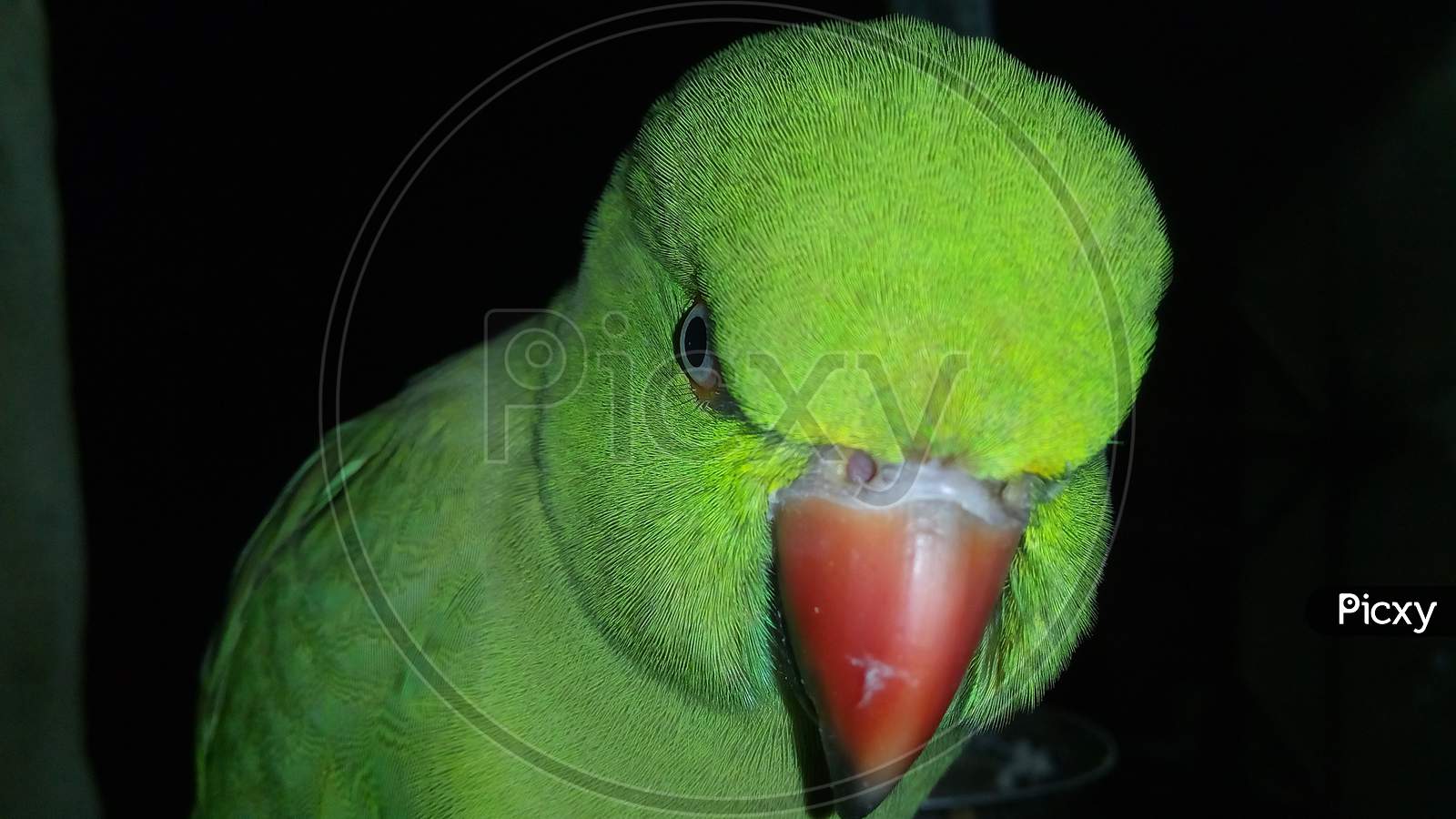 Green parrot bird closeup Photography