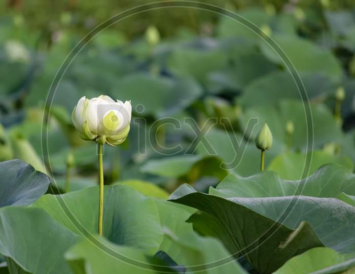White Lotus Flower In Pond With Leaves And Buds In Background