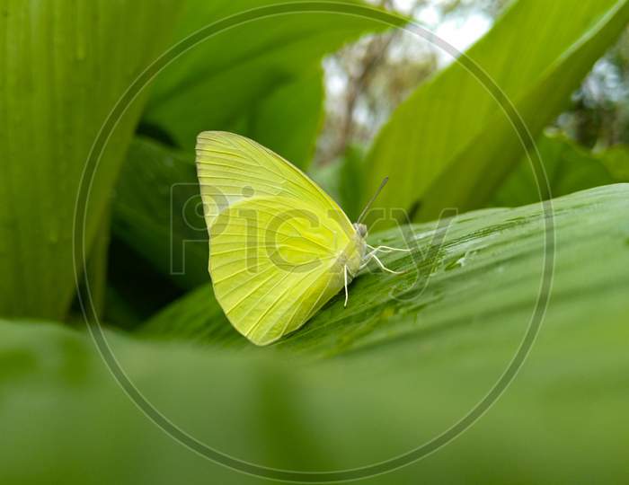 Green Butterfly On Green Leaf