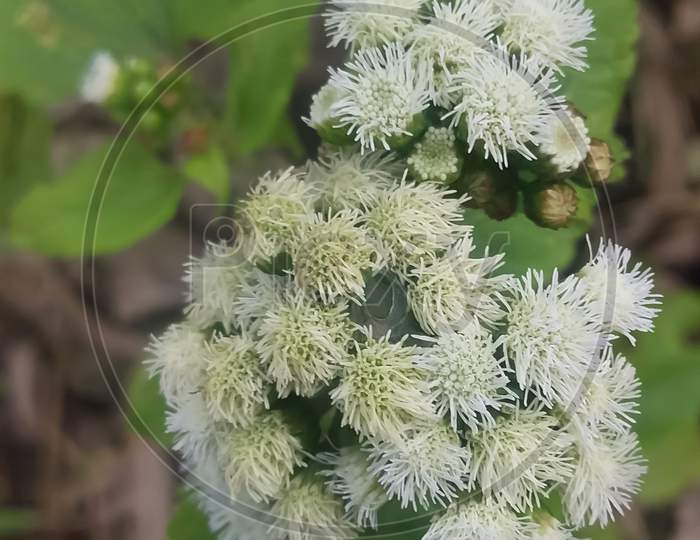 Cyanthillium Cinereum  Little Ironweed flower