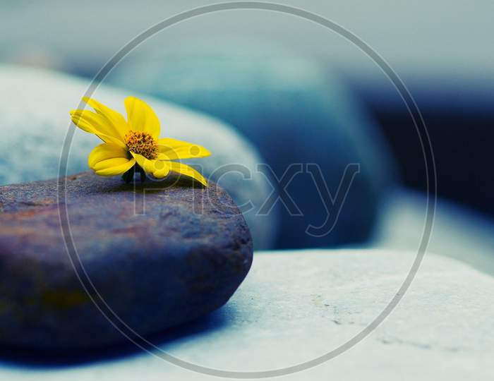 Yellow coloured flower on pebble stone