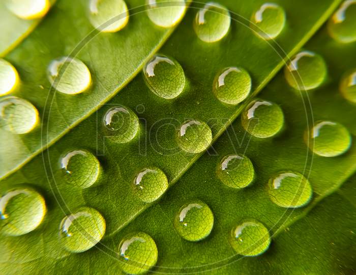Green leaves with water droplets