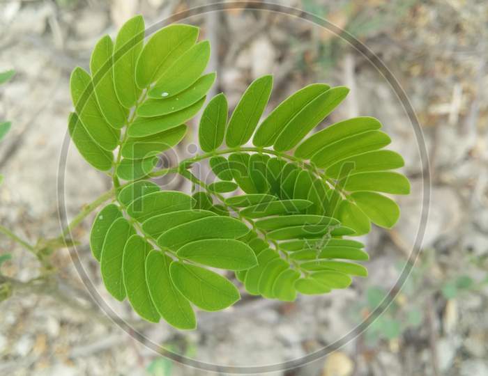 Close up photo of young tamarind leaf