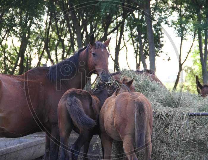 Horses In The Argentine Countryside