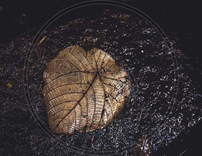 Dry Bodhi Or Peepal Leaf On Old Rock Near Waterfalls.Closeup Dry Leaf Of Bodhi Tree. Symbolic Plant Of Buddhism. With Dark Vignette
