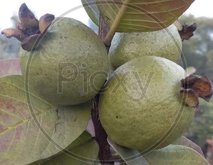Close up of guava fruit with leaf.