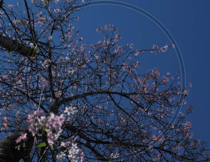 I. Cherry Blossom Tree