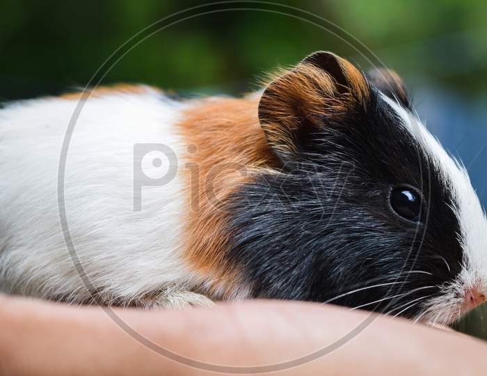 A cute tri-colour guinea pig sitting on hand