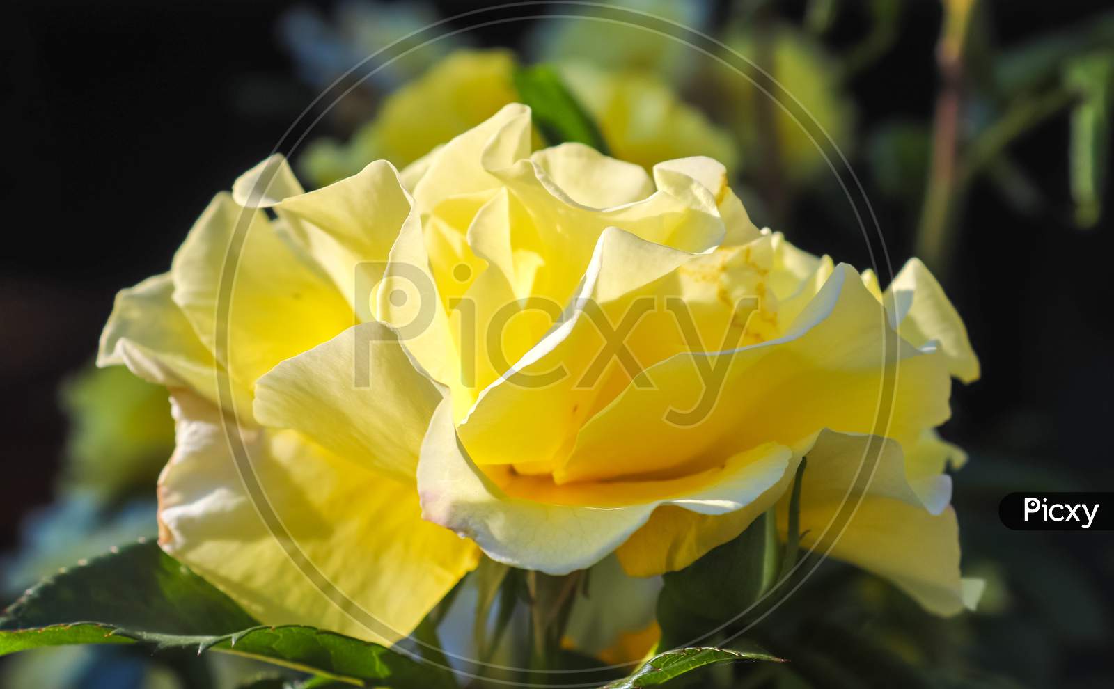 Top View Of Yellow And Orange Rose Flower In A Roses Garden With A Soft Focus Background