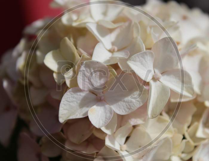 close up of white hydrangea flowers