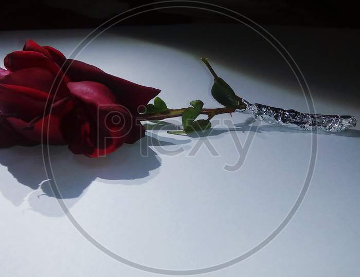 Deep Rose  Petal closeup Photography