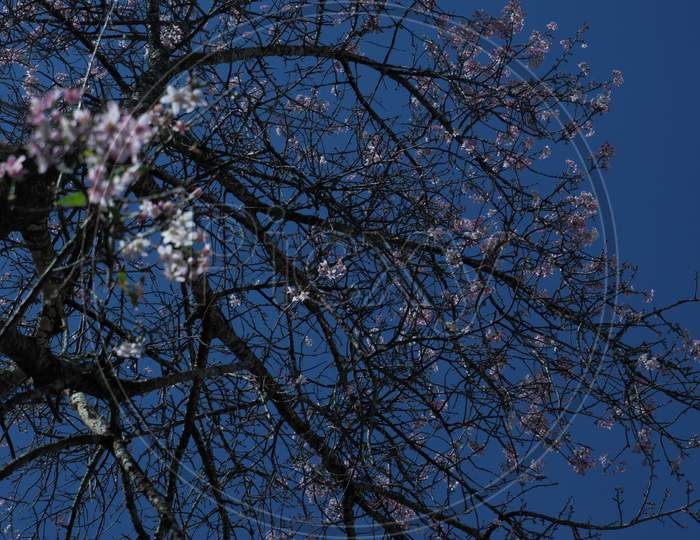 II. Cherry Blossom Tree