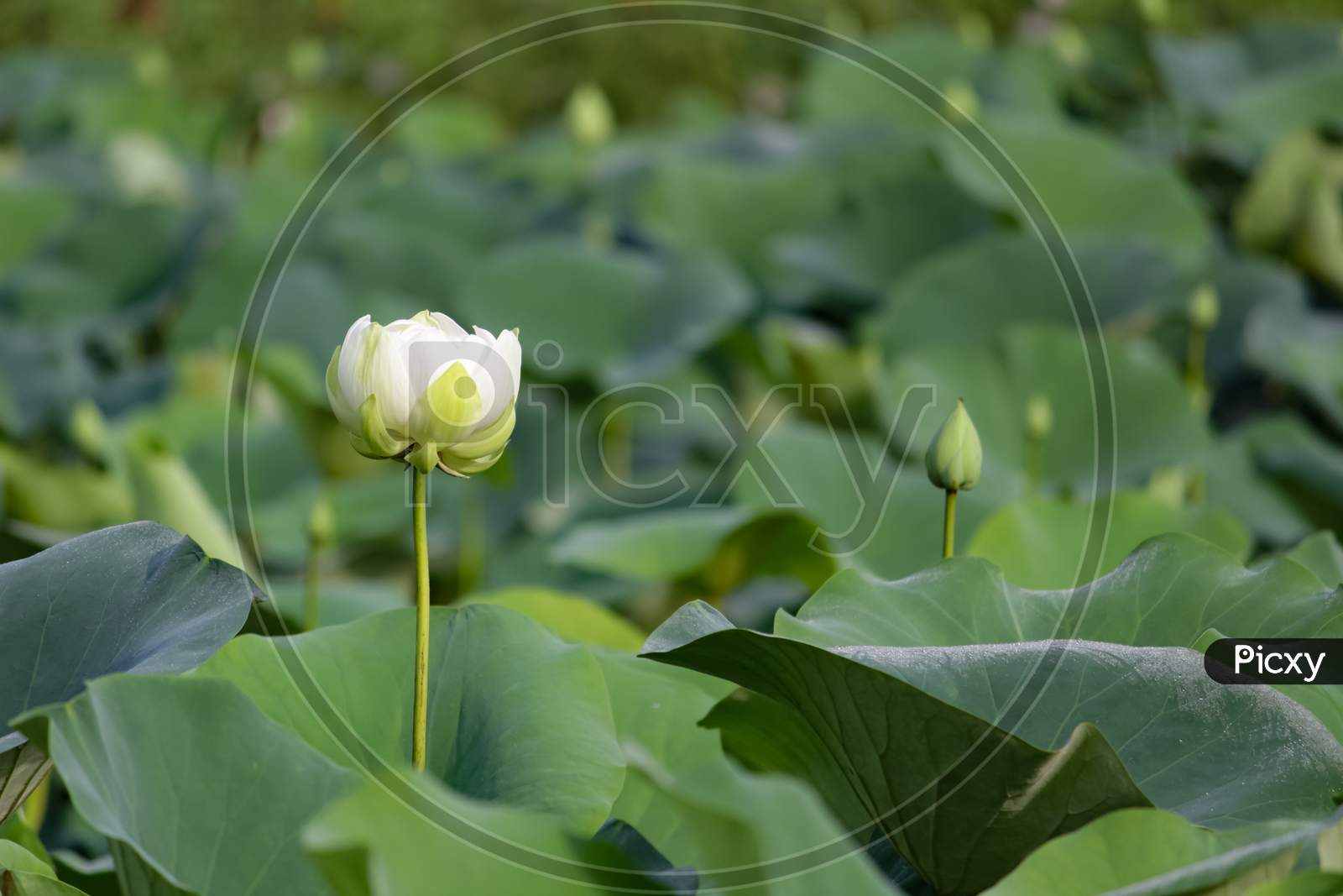 White Lotus Flower In Pond With Leaves And Buds In Background