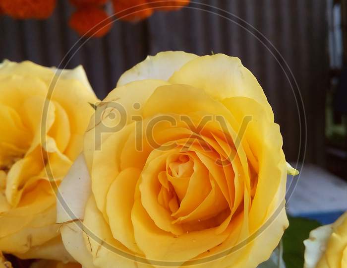 Yellow petal rose flower Closeup Photography