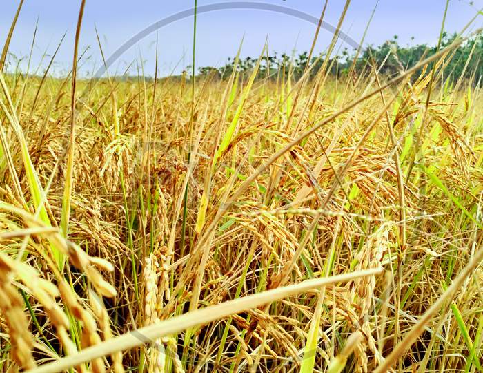 Natural Rice Field