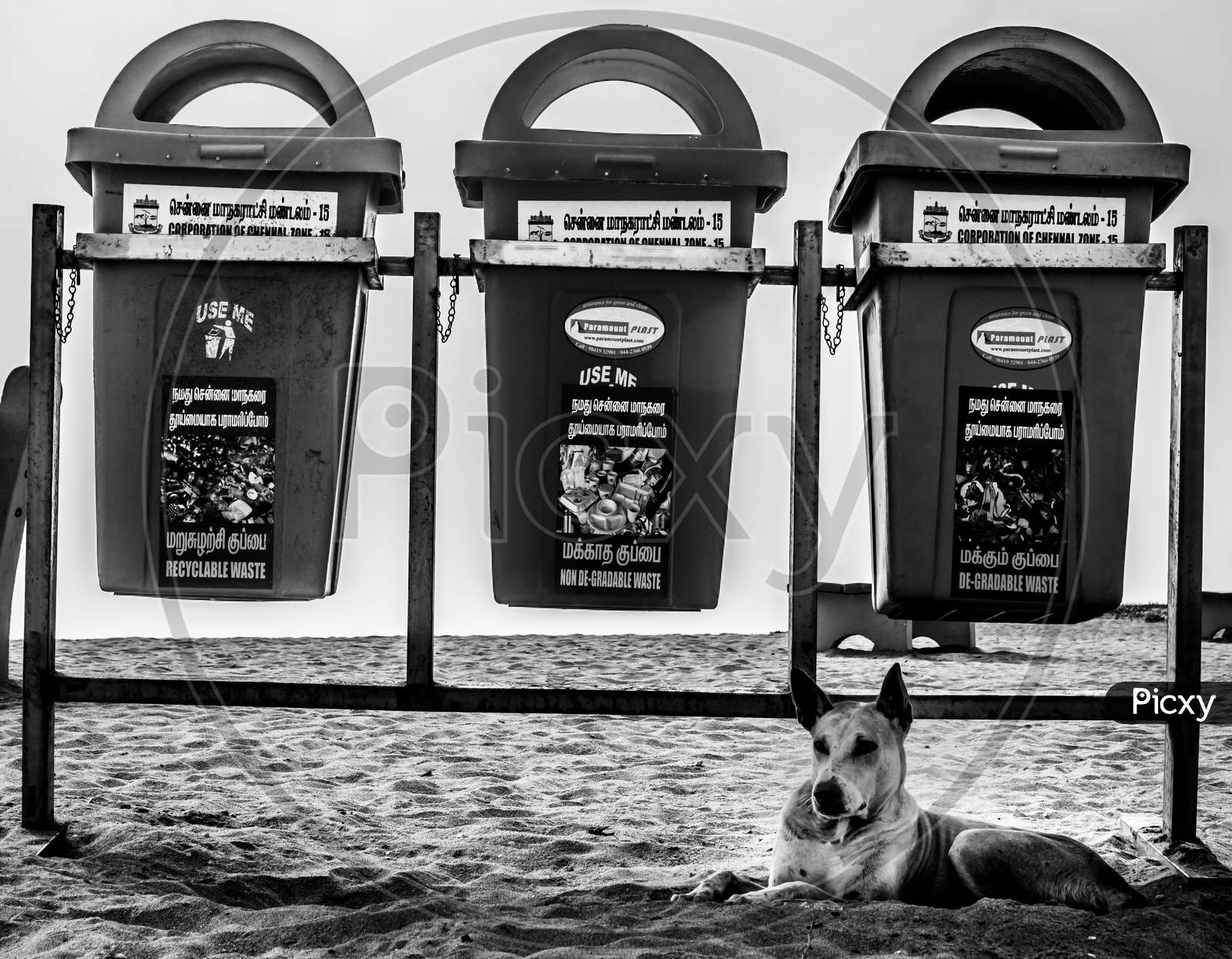 Chennai, India - January‎ ‎20‎Th ‎2018: Monochrome Photography Of Street Dog Lying Near The Public Garbage On Beach.