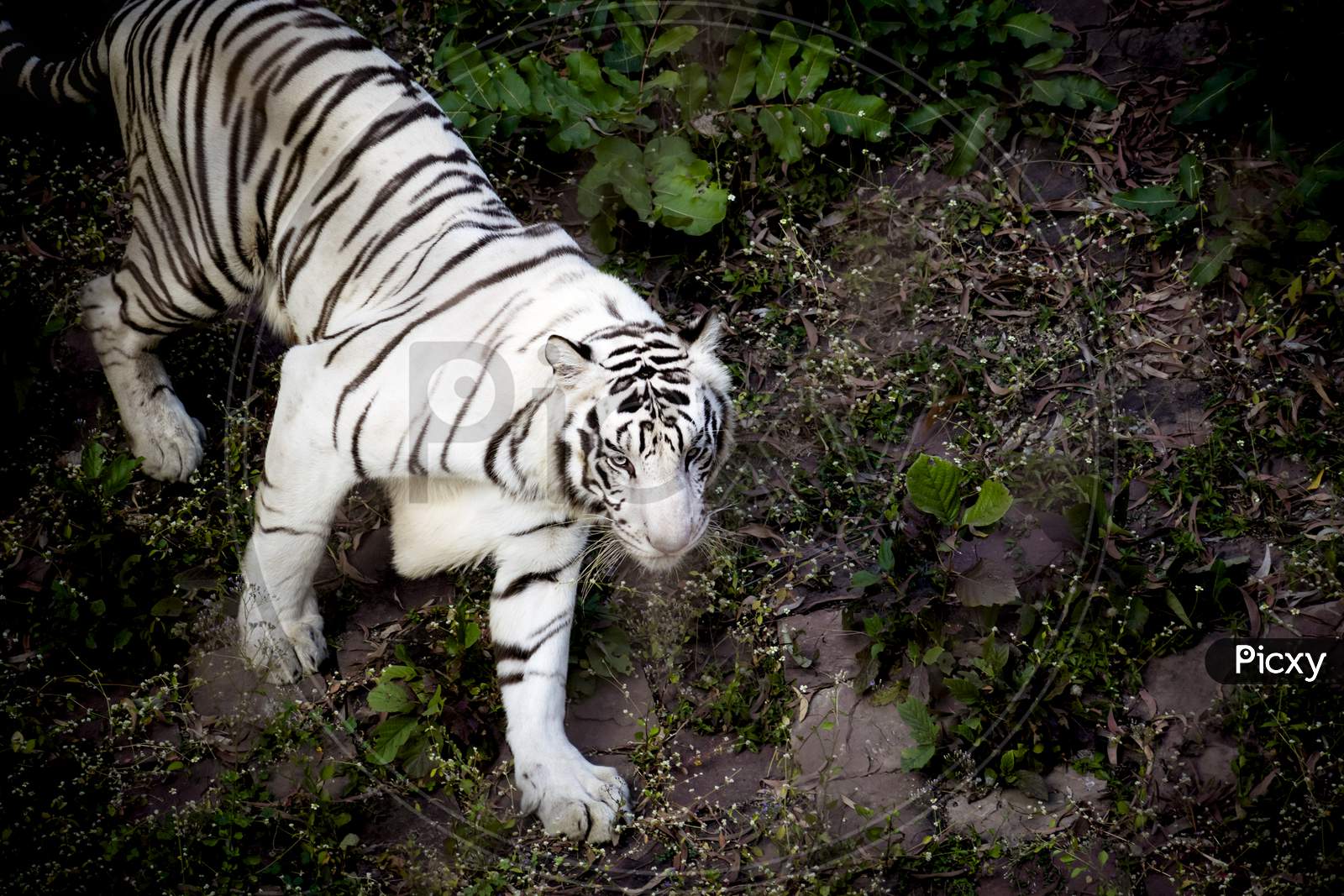 White Tiger Is Walking Into Jungle .