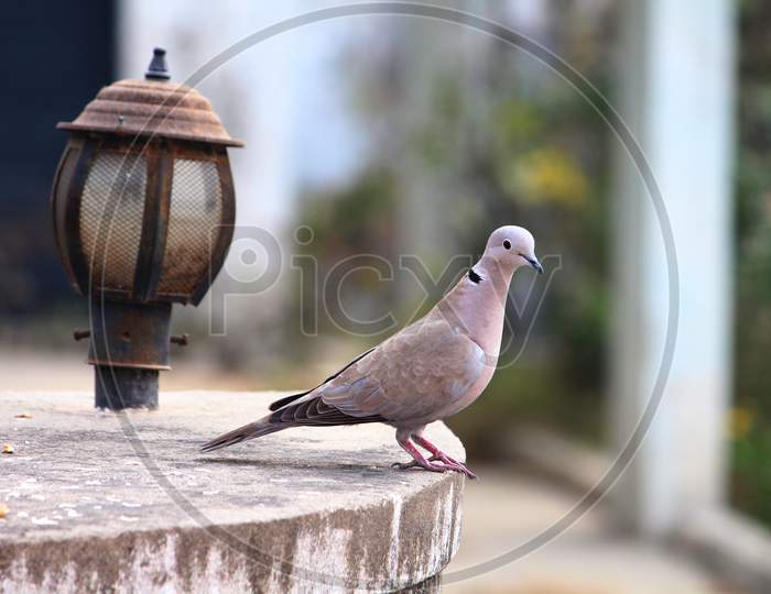 dove sitting by a lamp post over a wall