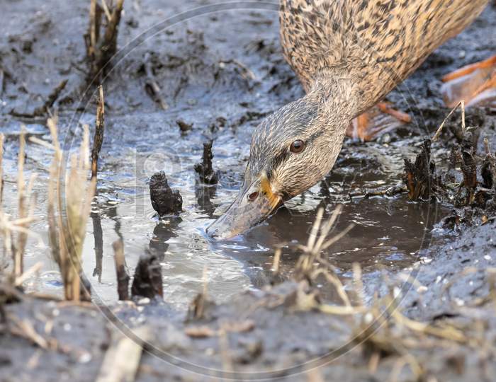 Female Mallard Duck feeding in muddy puddle