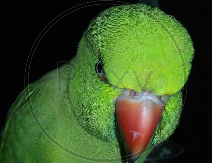 Green parrot bird closeup Photography