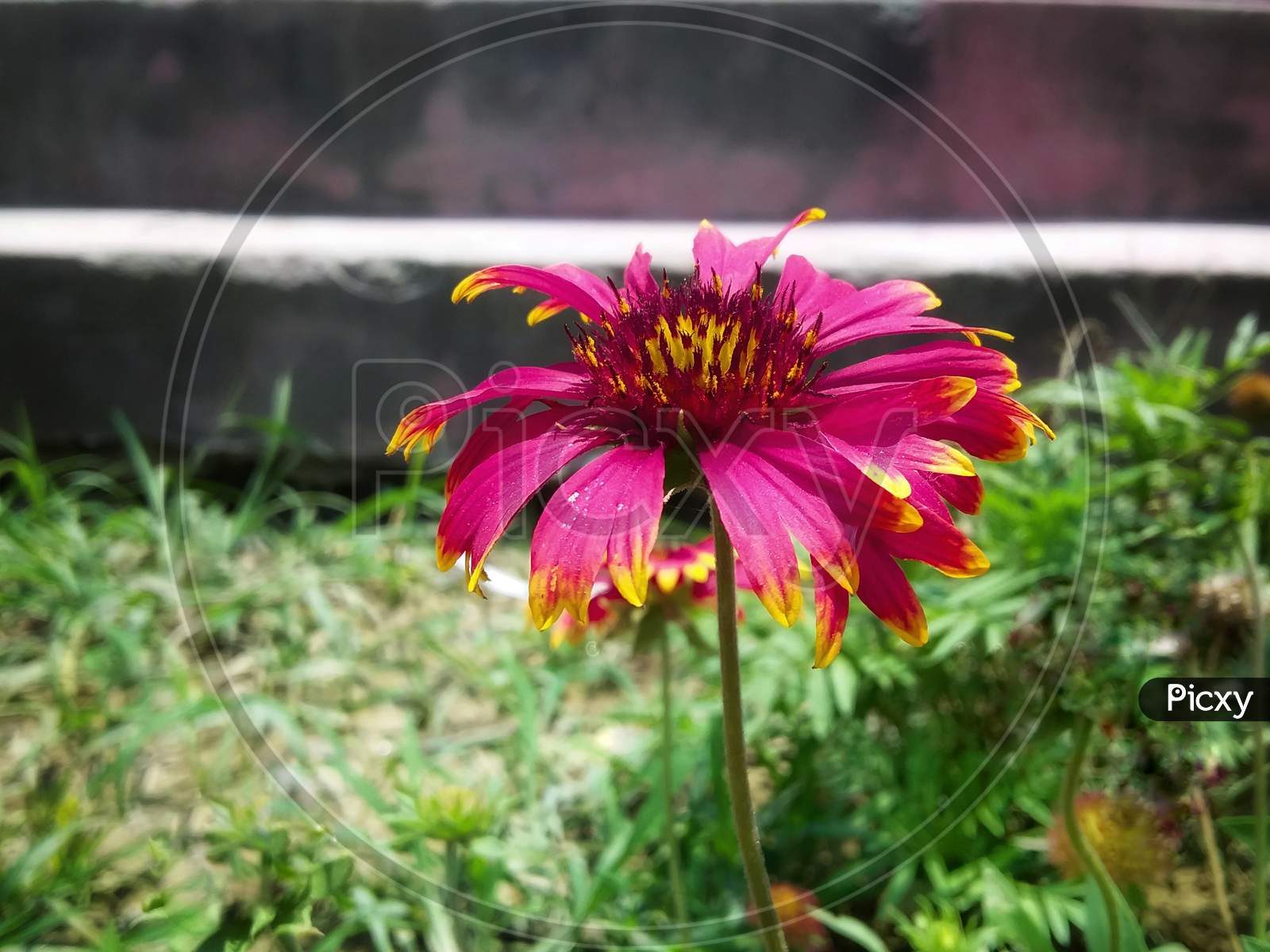 Closeup Picture of common Zinnia flower with blurred background Selective focus.