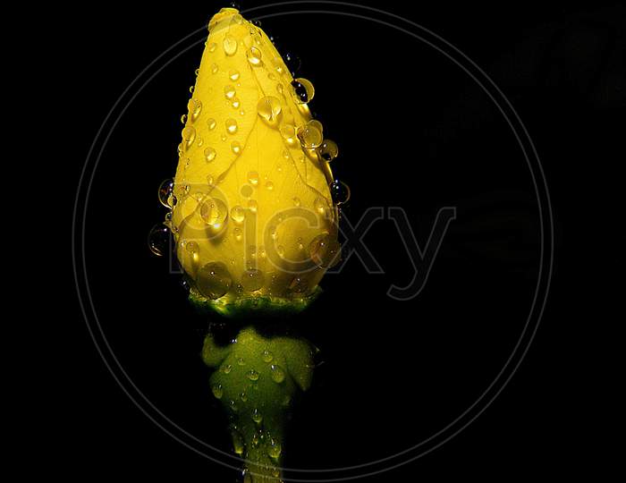 Yellow rose with decorated with drops of water yet to bloom