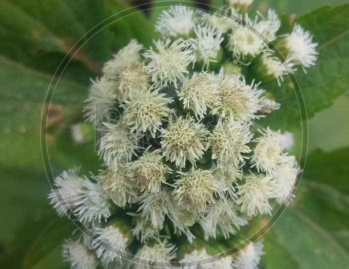 grass flower, Cyanthillium cinereum.
