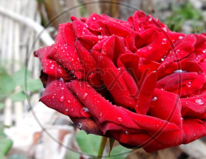 Beautiful deep red Rose flower with water drop Close-up Photography