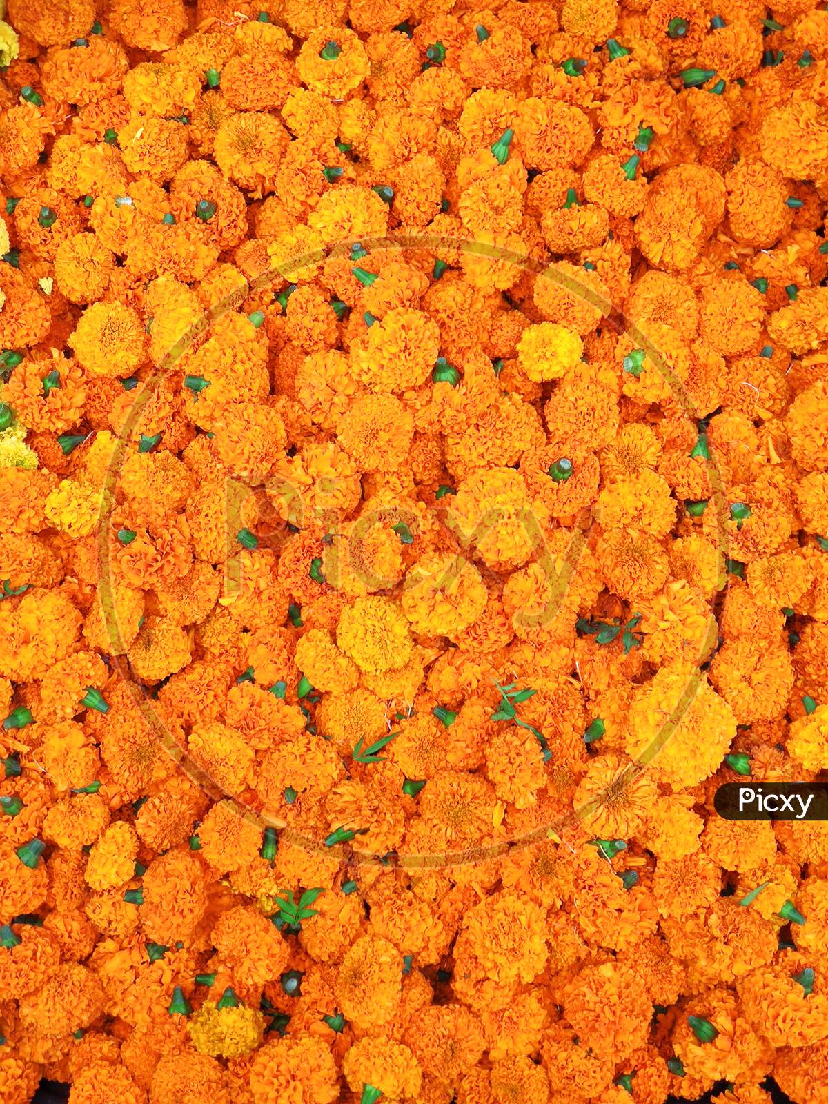 Yellow And Orange Marigold Flowers Close-Up Colorful Background.