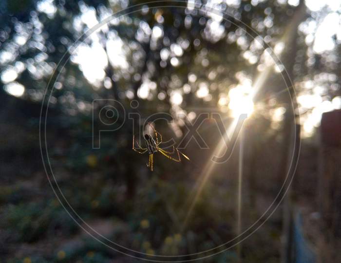 Spider And Rays Of Light