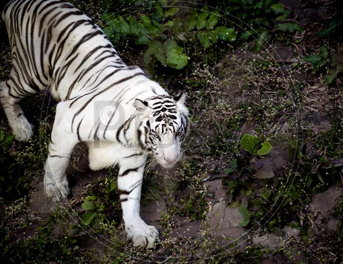 White Tiger Is Walking Into Jungle .