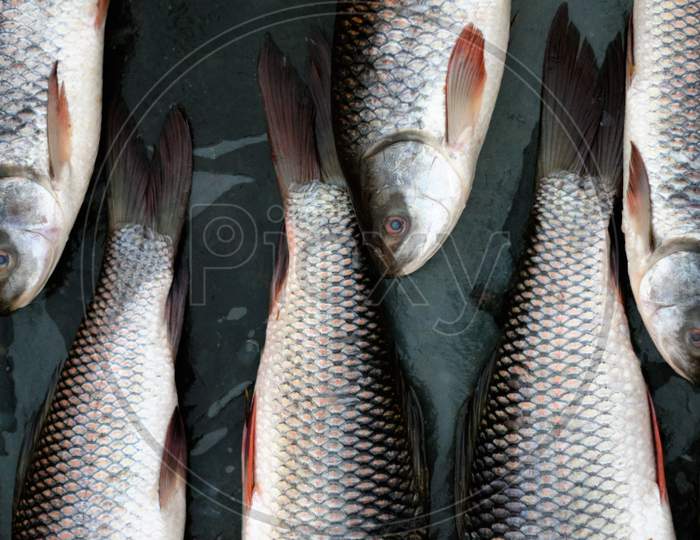 Fresh Fishes For Sell In Local Market Bilaspur.