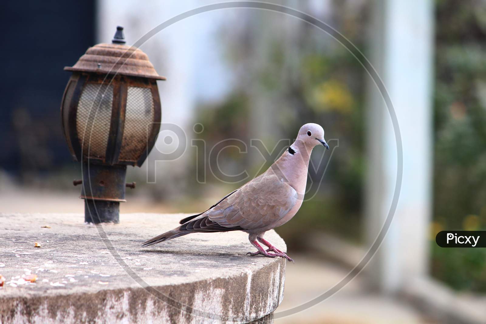 dove sitting by a lamp post over a wall