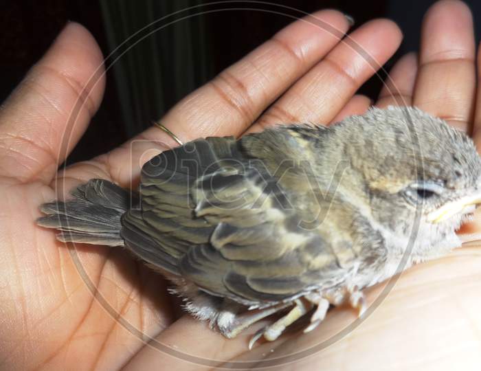 close up of a baby sparrow rescued after a fall