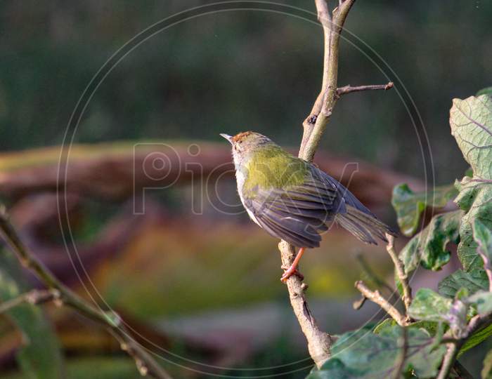 Tailorbird Siting On A Branch Of Tree