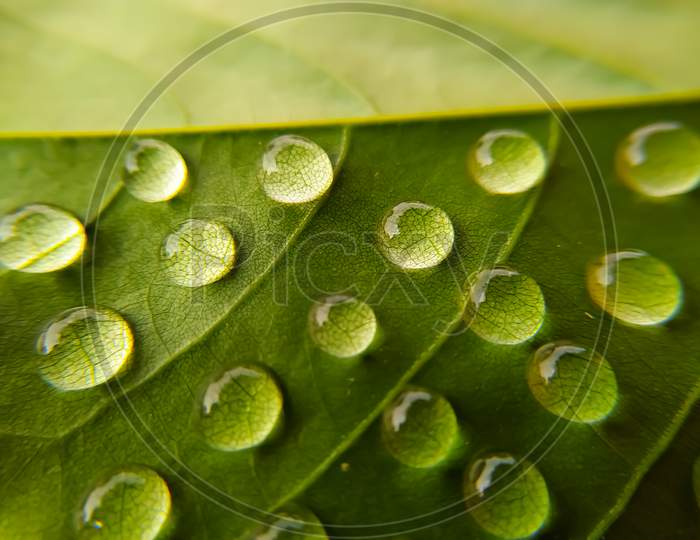 Green leaves covered with water drops after the rain, texture, background, close-up