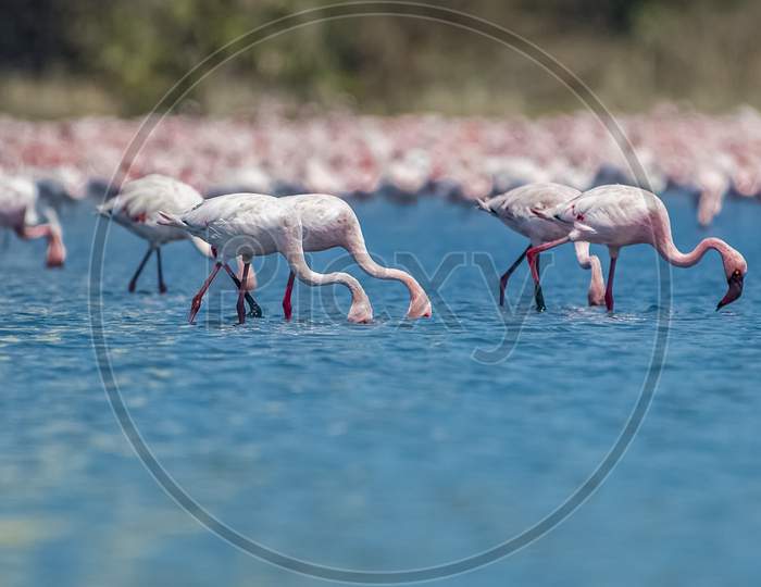 Thousands Of Lesser Pink Migratory Flamingos Standing In Shallow Water At Wetlands Of Navi Mumbai